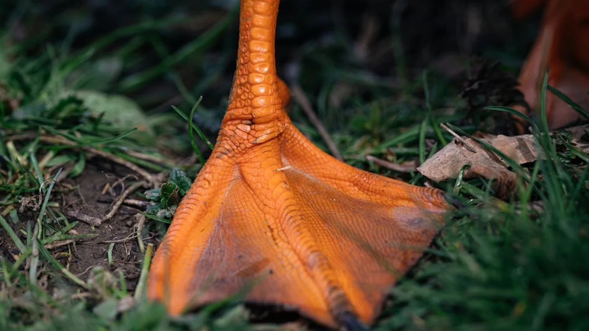 Меси, Роналдо и Очоа – тоа ќе бидат рекордерите на Светските првенства