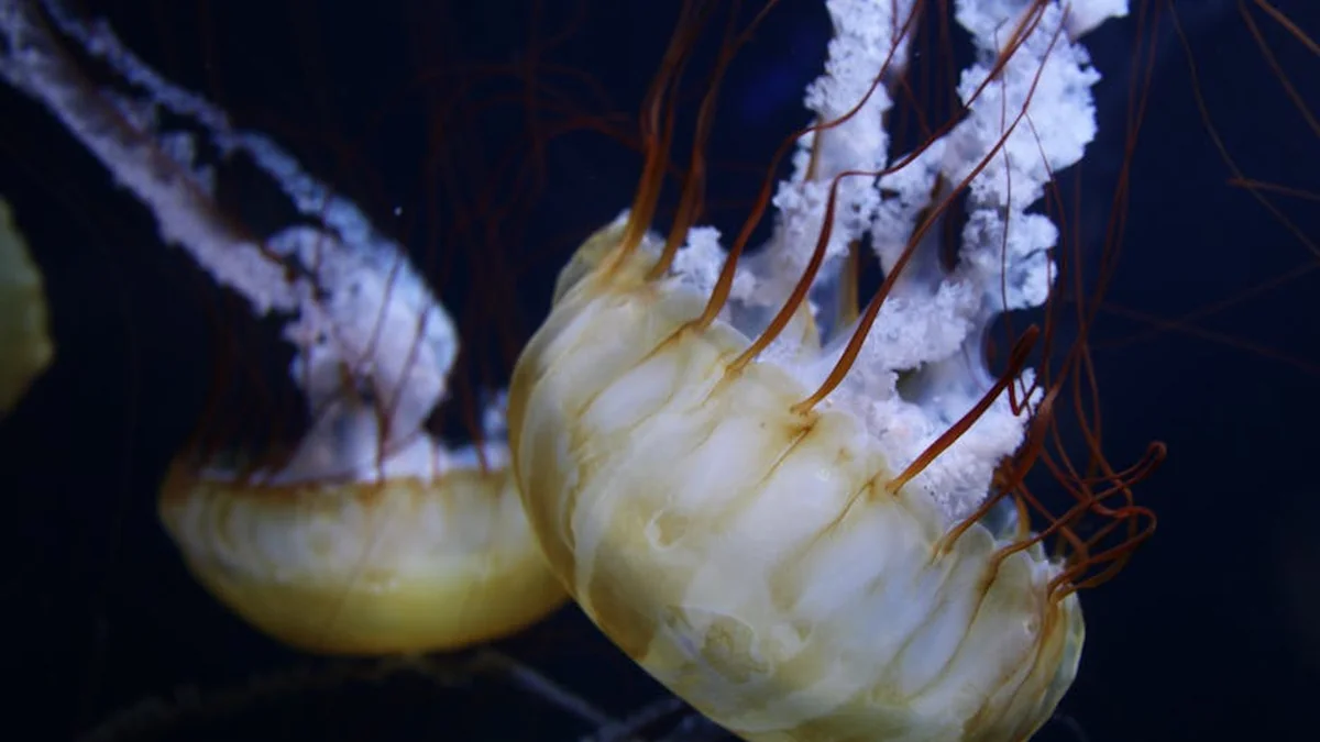 Advice for tourists: The Adriatic Sea is infested with jellyfish