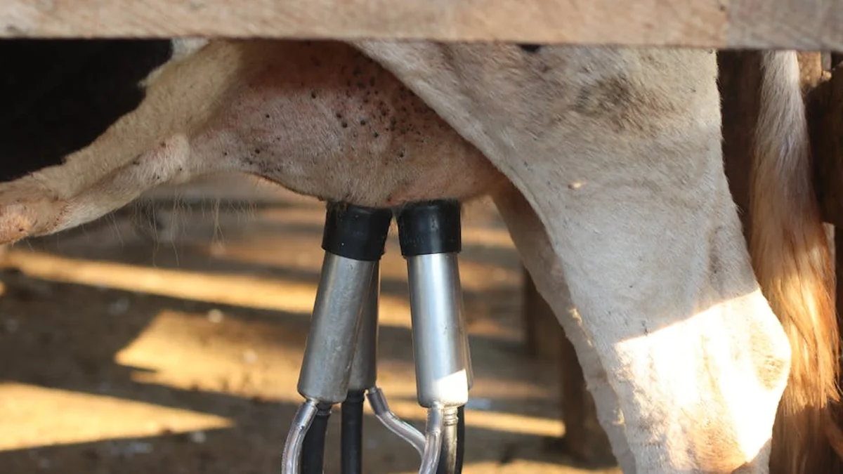 Bimilk dosed milk for 120 milking machines on the occasion of World Milk Day