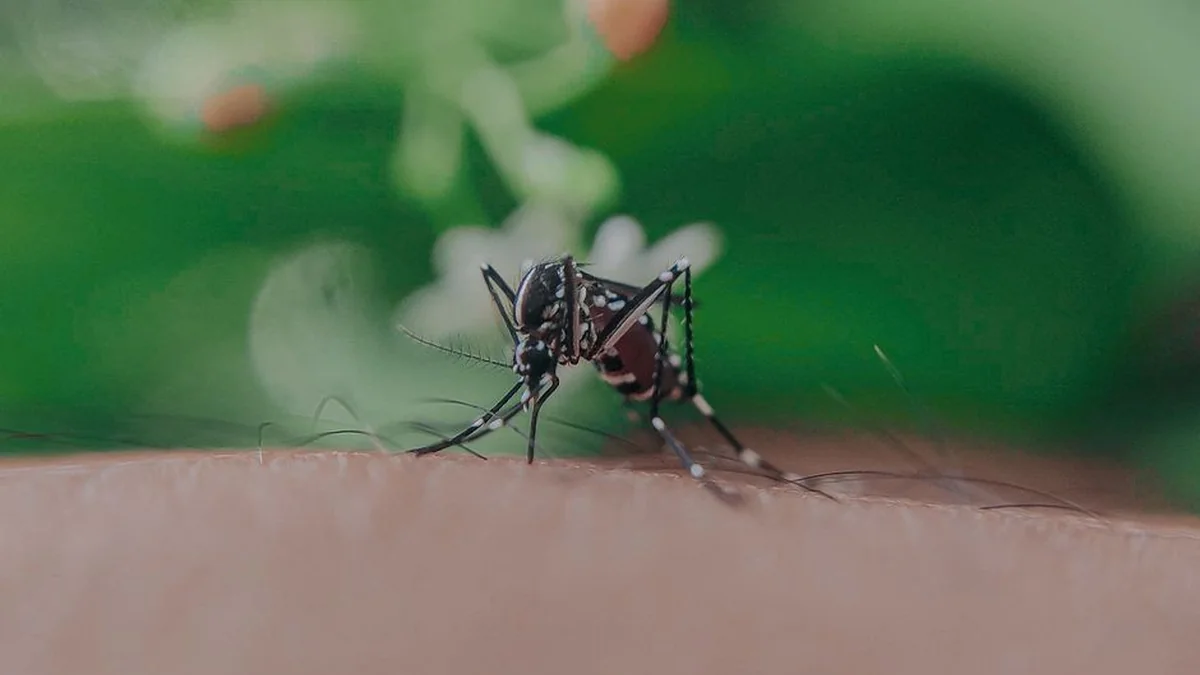 On July 13, the extermination of mosquitoes began, VERY IMPORTANT FOR BEEKEEPERS