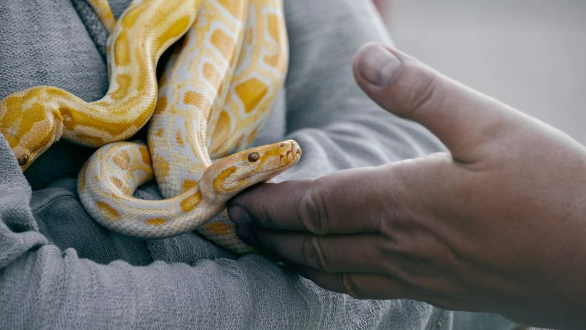 Venomous snakes are poisoning the village of Kina by the riverside, and the inhabitants are fighting for life (VIDEO)